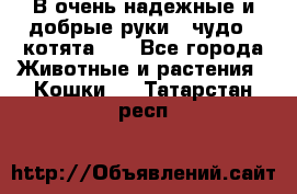 В очень надежные и добрые руки - чудо - котята!!! - Все города Животные и растения » Кошки   . Татарстан респ.